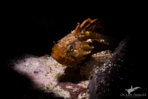 Tiny Smoothskin Scorpion Fish, Ark Rock, Simon's Town Sou... by Kate Jonker 